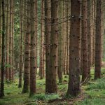 Appalti pubblici, i nuovi CAM dedicati all’edilizia premiano il legno
